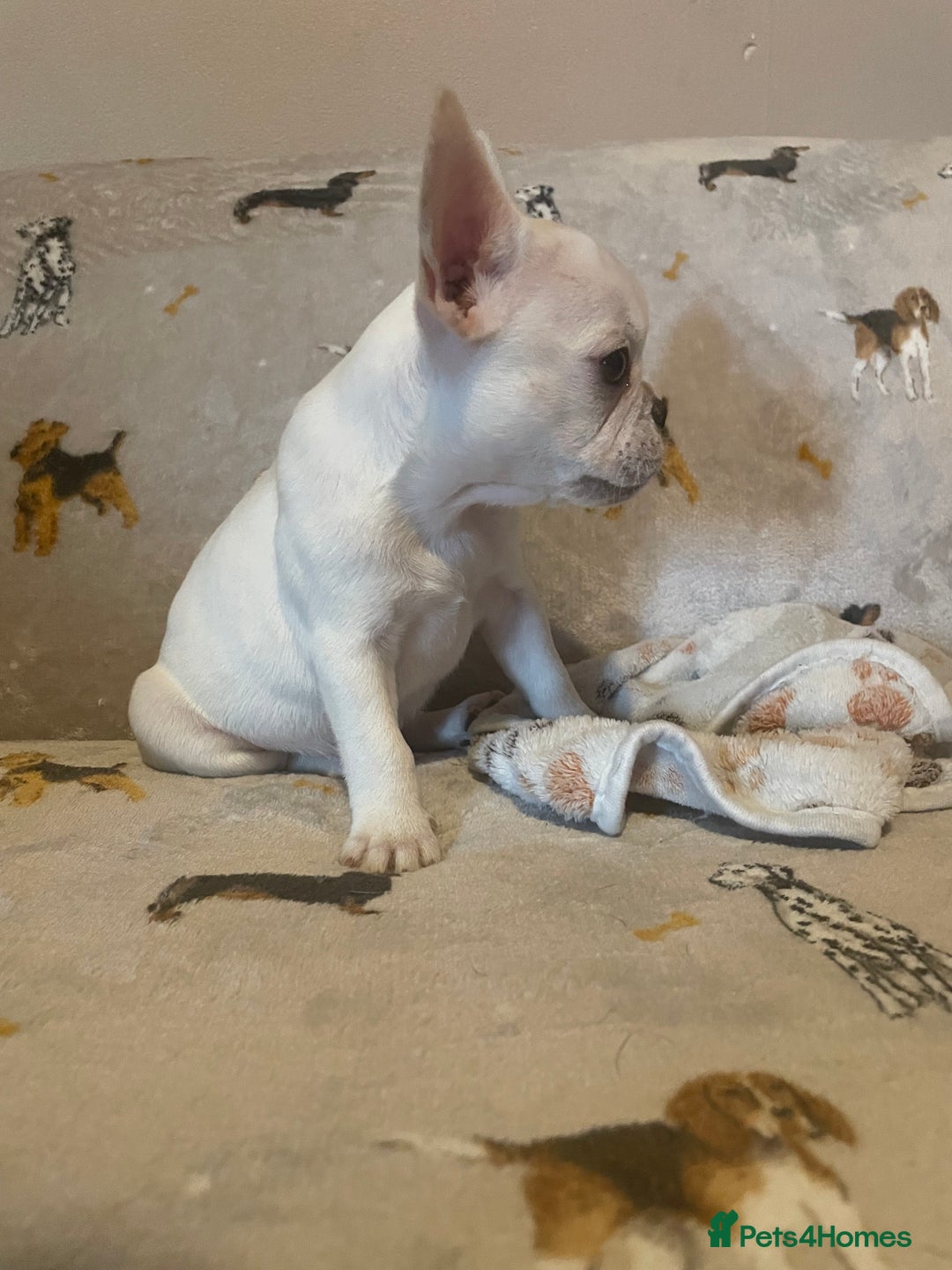 French Bulldog dogs for sale: Fully vaccinated females, males vet checked  - Image 7