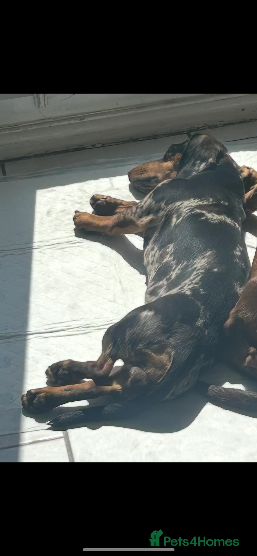 Miniature Dachshund dogs for sale: Beautiful little girl - Advert 2