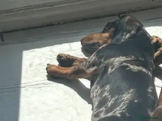 Miniature Dachshund dogs Beautiful little girl - Advert 8