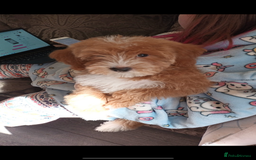 Miniature Poodle dogs for stud: Teddy KC Registered/Health tested Toy Stud in Wigan - Image 16
