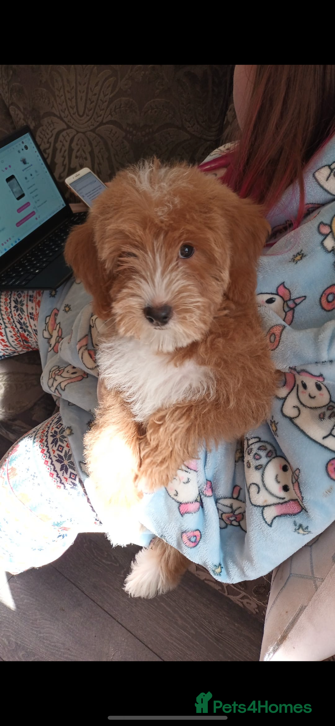 Miniature Poodle dogs for stud: Teddy KC Registered/Health tested Toy Stud in Wigan - Image 16