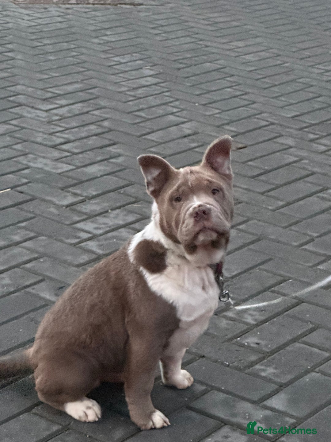Mixed Breed dogs for sale: Miniature bulldog cross chowpei male - Advert 3