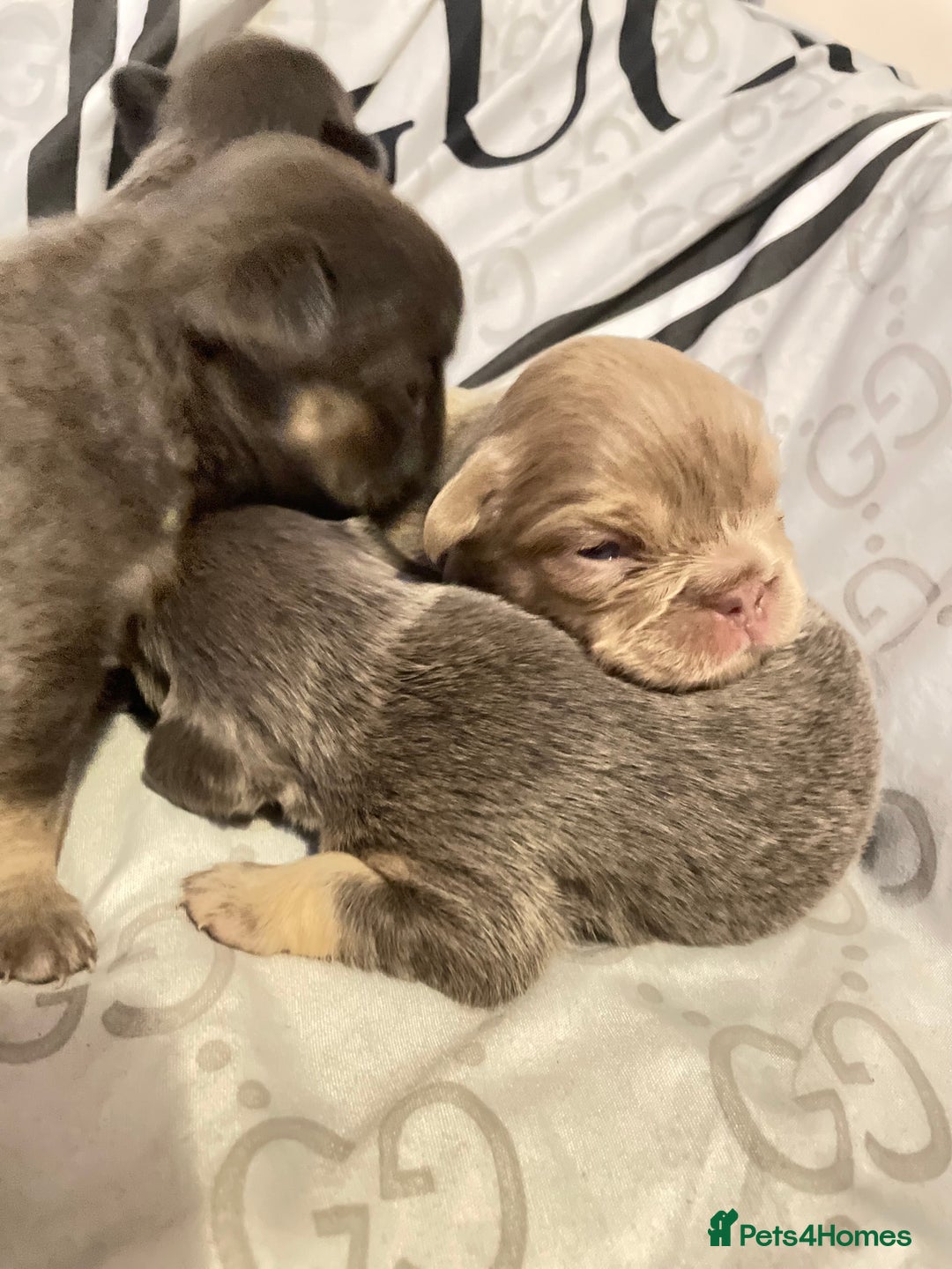 French Bulldog dogs for sale: 🩷🐶🐾6 Adorable fluffy French bulldogs 🩷🐶🐾 - Advert 24