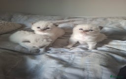 Ragdoll cats for sale: 🩵Blue Point KITTENS for sale!🩵 - Image 4