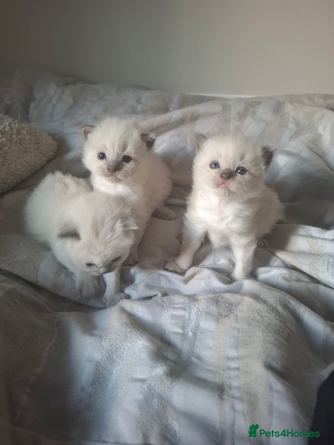 Ragdoll cats for sale: 🩵Blue Point KITTENS for sale!🩵 - Image 4