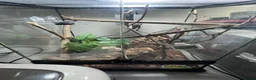 Gecko reptiles for sale: Crested gecko with set up  - Advert 2