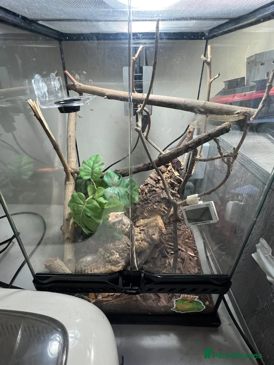 Gecko reptiles for sale: Crested gecko with set up  - Advert 2