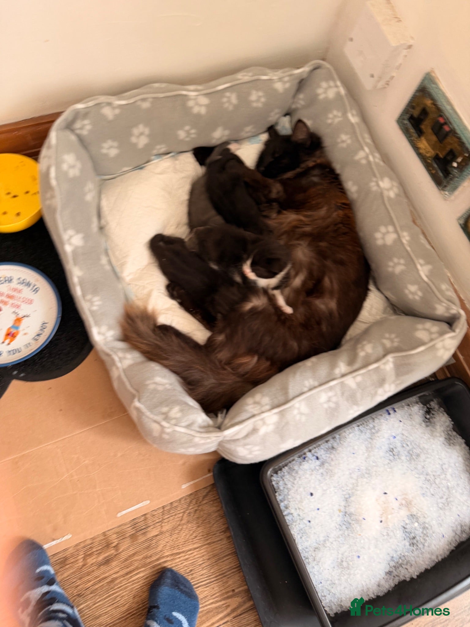 Mixed Breed cats Beautiful Ragdoll mix kittens. - Advert 5