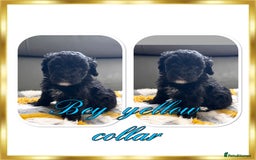 Maltipoo dogs for sale: Beautiful Maltipoo boys and girls pra clear in Newark - Image 5