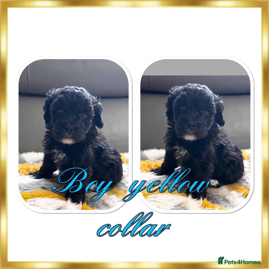 Maltipoo dogs for sale: Beautiful Maltipoo boys and girls pra clear in Newark - Image 5