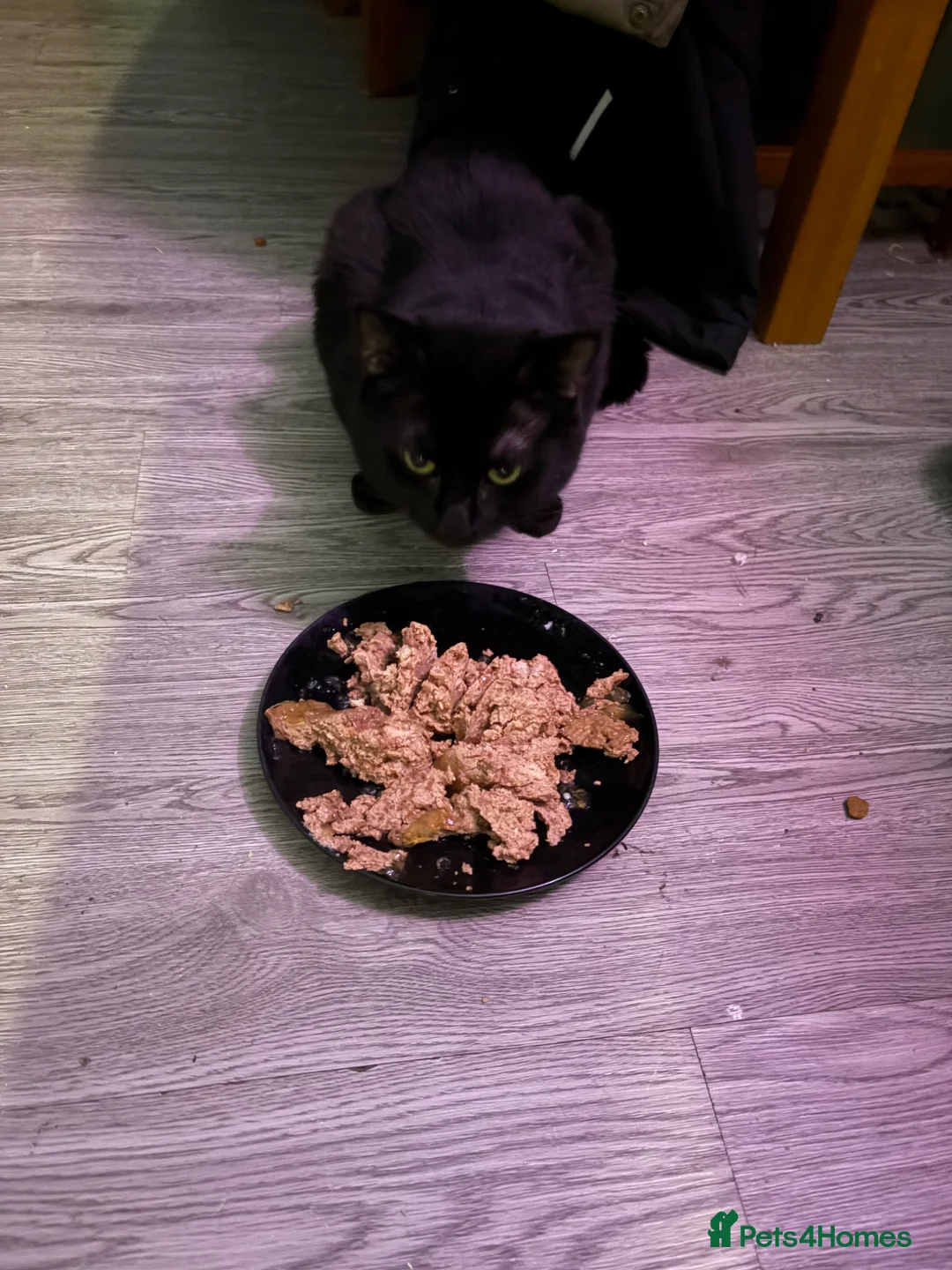 Mixed Breed cats for sale: 2 male cats  - Advert 2