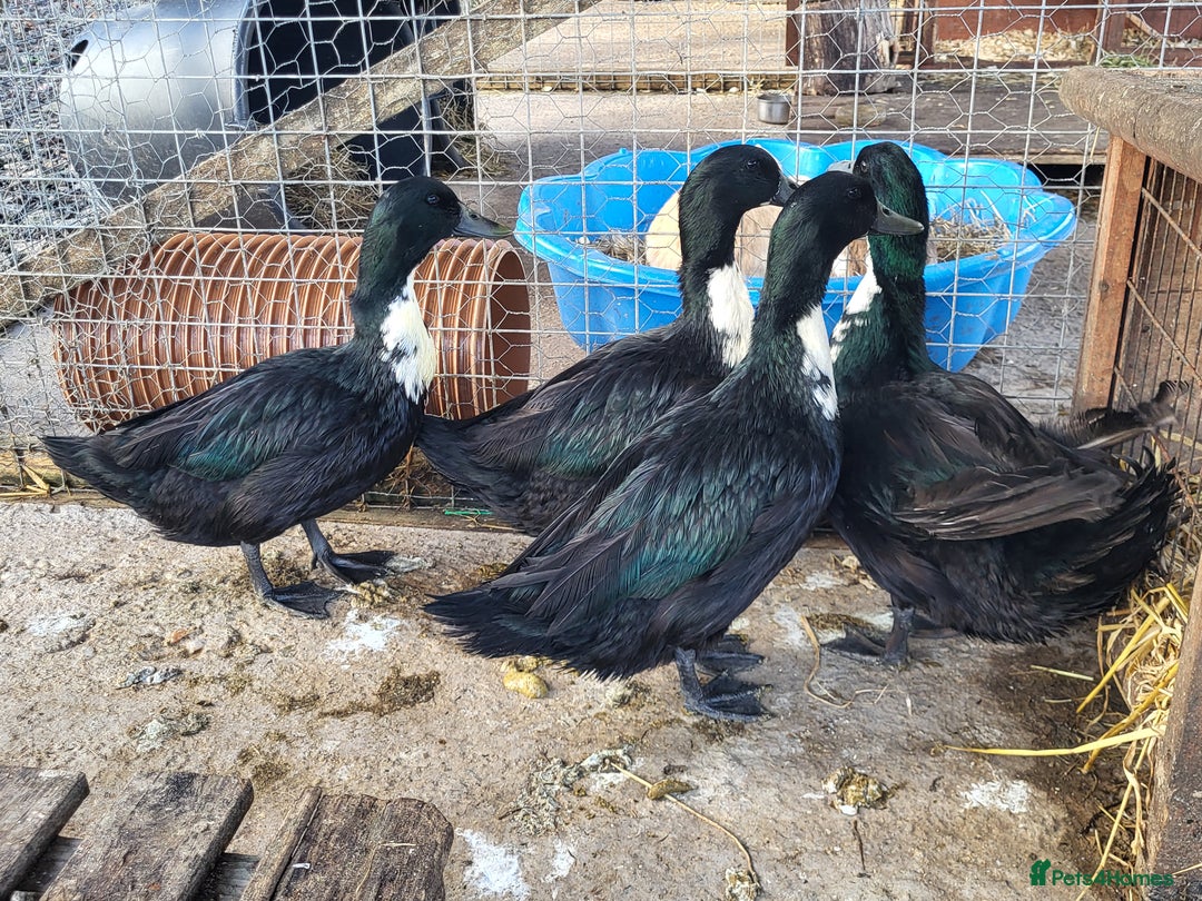 Ducks poultry for sale: 4 Shetland ducks  - Advert 3