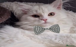 Persian cats for sale: White Male Persian Cat - Image 2