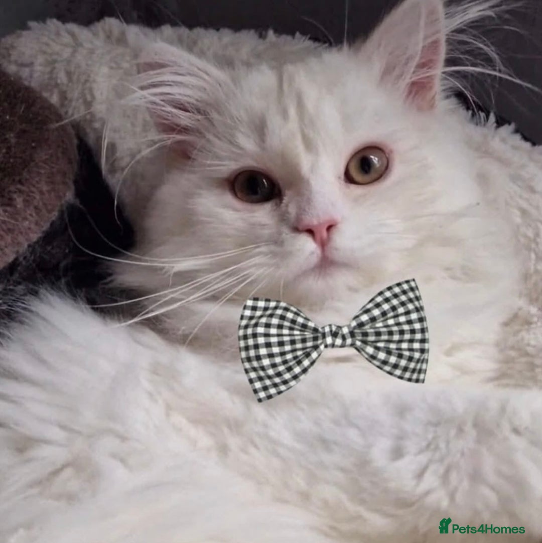 Persian cats for sale: White Male Persian Cat - Image 2