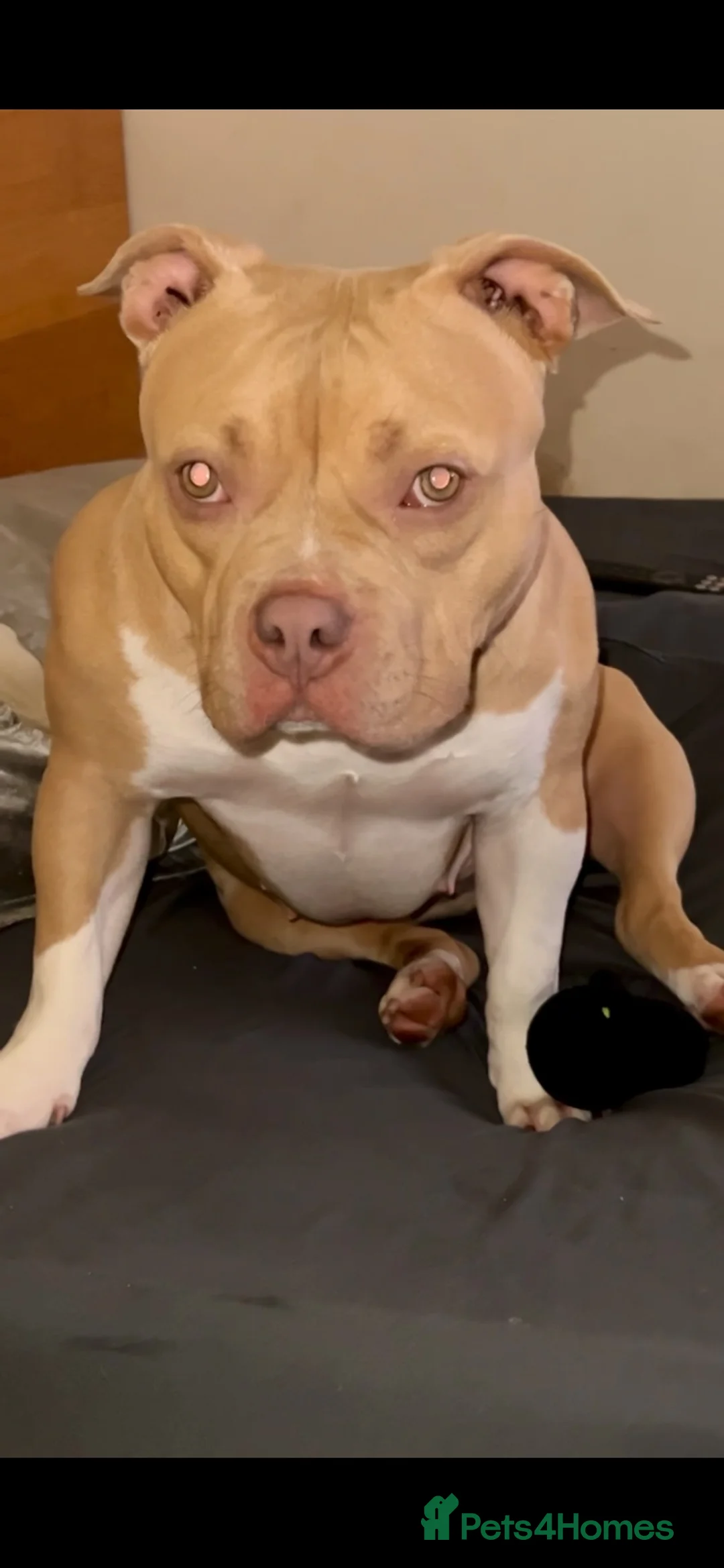 American Bully dogs for sale: American pocket bully - Advert 2