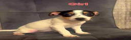 Jack Russell dogs for sale: Jack Russell  in Chigwell - Advert 1