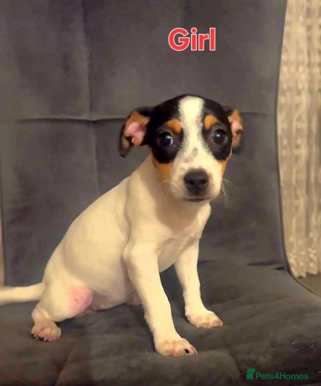 Jack Russell dogs for sale: Jack Russell  in Chigwell - Advert 1