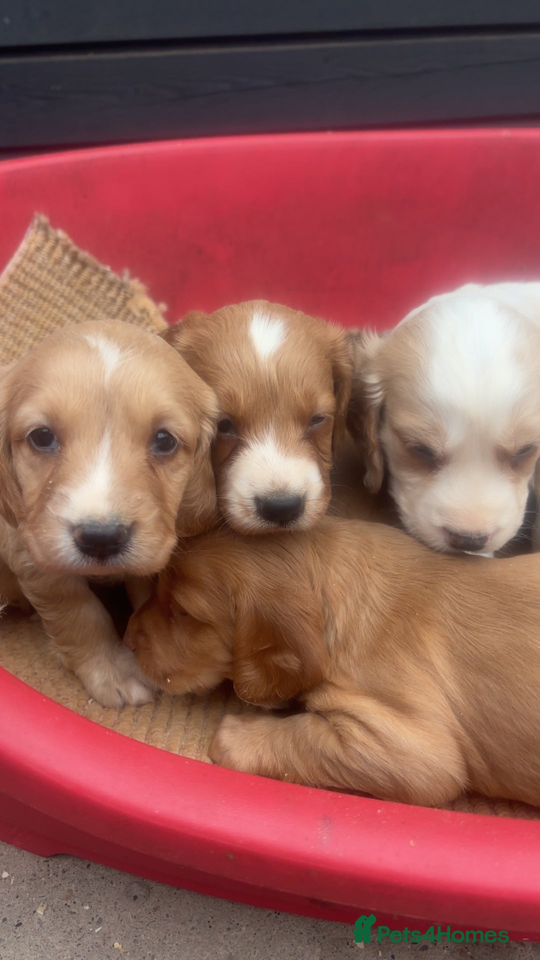 Sprocker dogs for sale: Beautiful Sprocker Puppies - Image 14