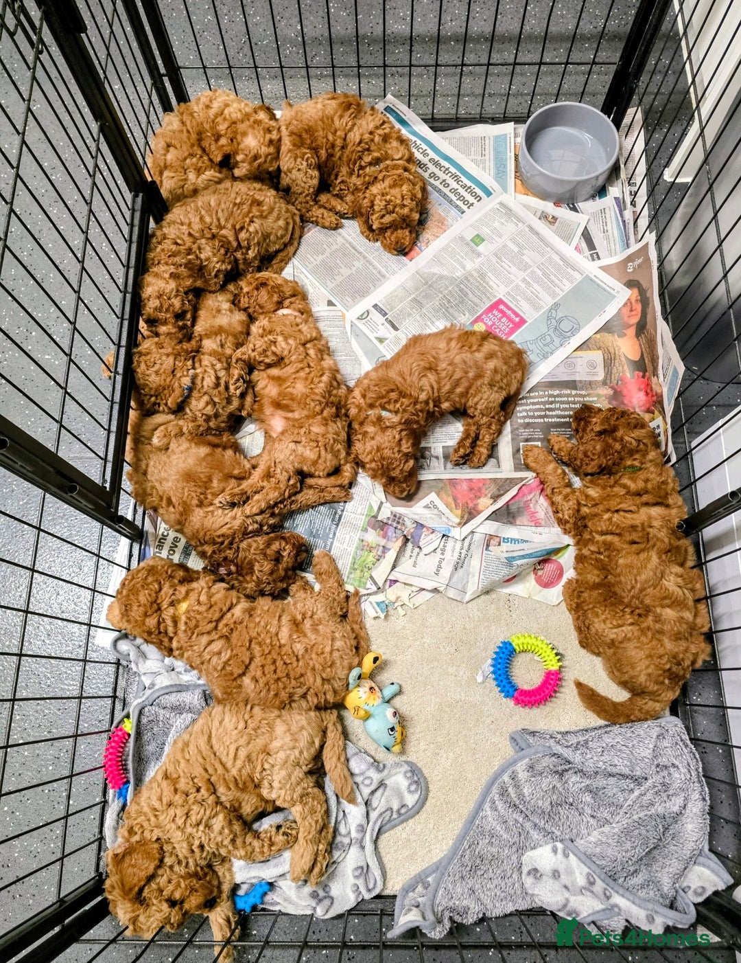 Miniature Poodle dogs for sale: MINIATURE POODLE PUPPIES.   - Advert 5