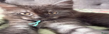 Maine Coon cross light Blue