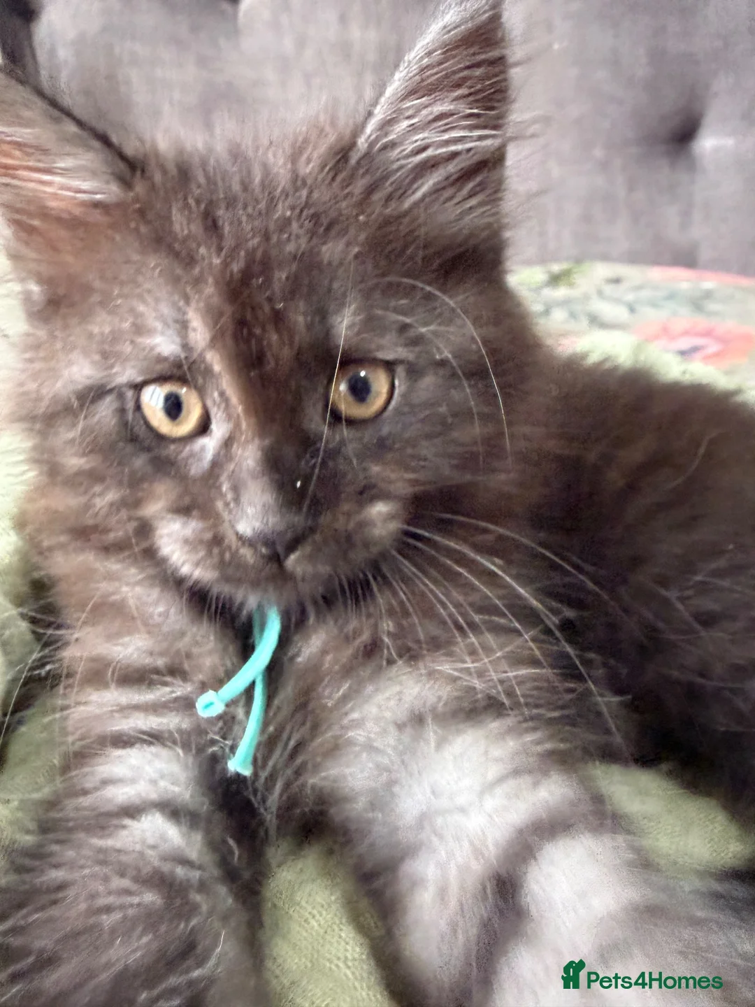 Maine Coon cats for sale: 7 mainecoon cross kittens in Kingsbridge - Advert 16