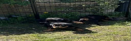 Rottweiler dogs for sale: Beautiful Rottie Pups available  - Advert 6