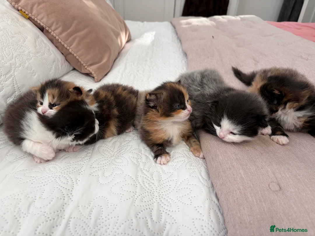 Persian cats for sale: Persian ragdoll X in Middlesbrough - Advert 22