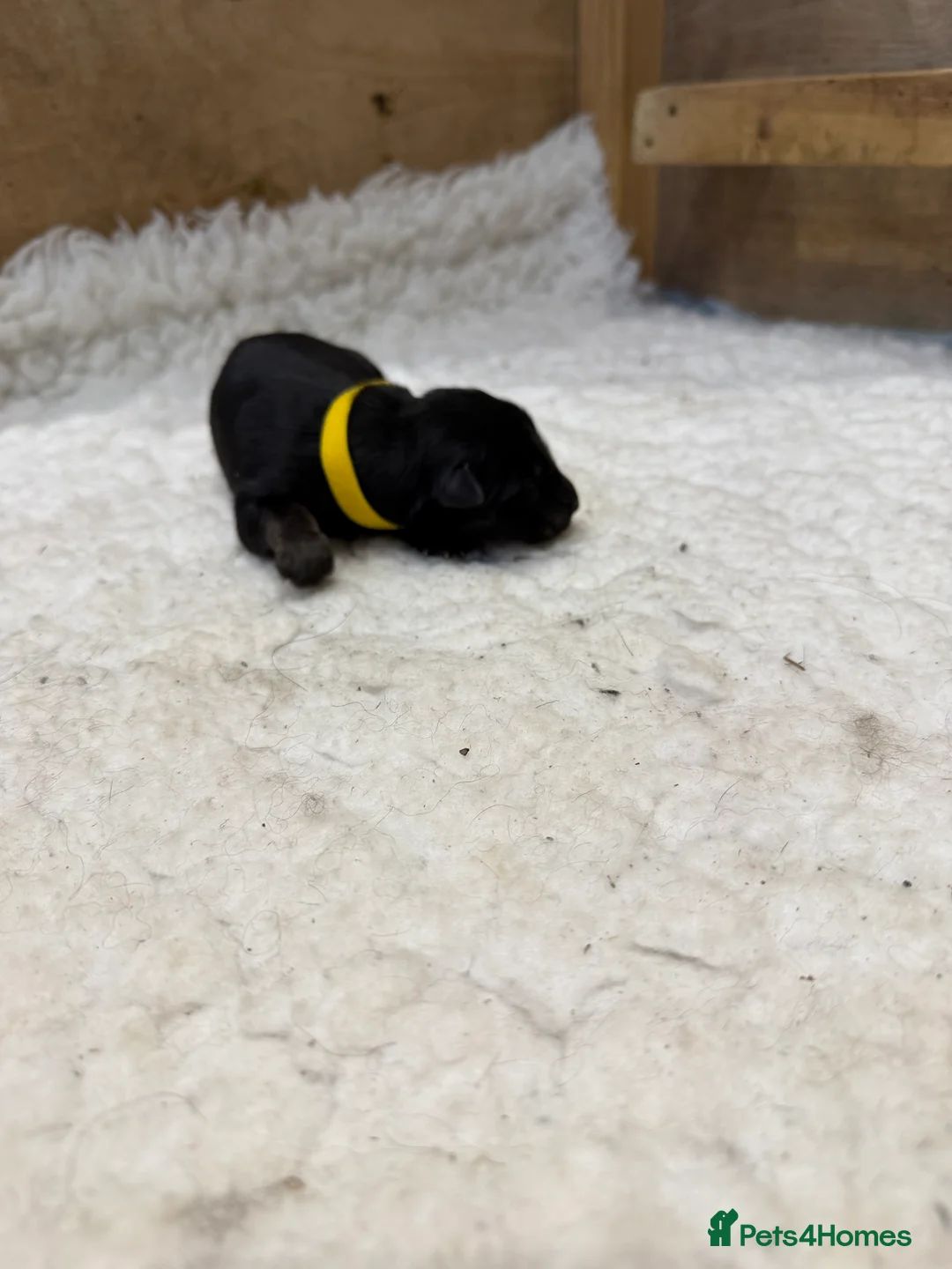 German Shepherd dogs for sale: KC LONG HAIR HEALTH TEST GERMAN SHEPHERD PUPPIES  - Advert 3