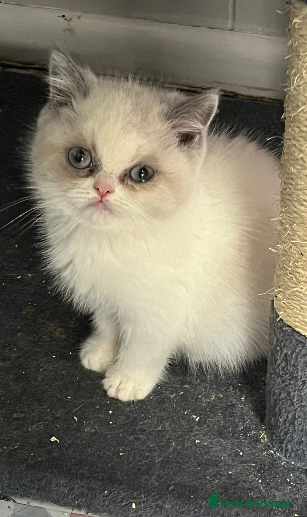 Exotic cats for sale: Stunning Exotic Kittens  - Advert 10