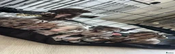 Mixed Breed dogs for sale: Boy and girl puppies  - Advert 3