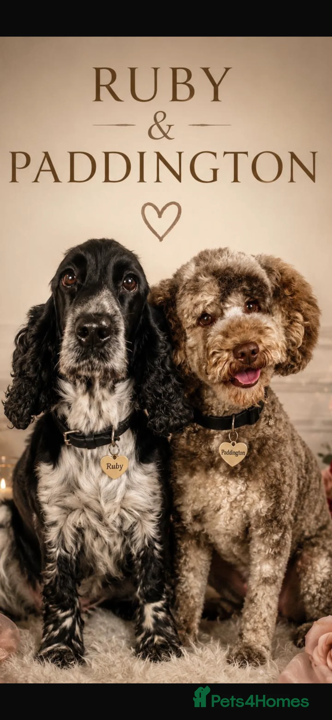 Cockapoo dogs for sale: F1 Show Type Merle Cockapoos (RARE) in Knutsford - Advert 4