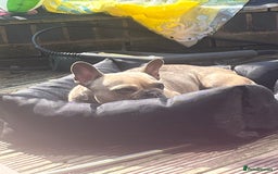 French Bulldog dogs for sale: Female French bulldpg - Image 3