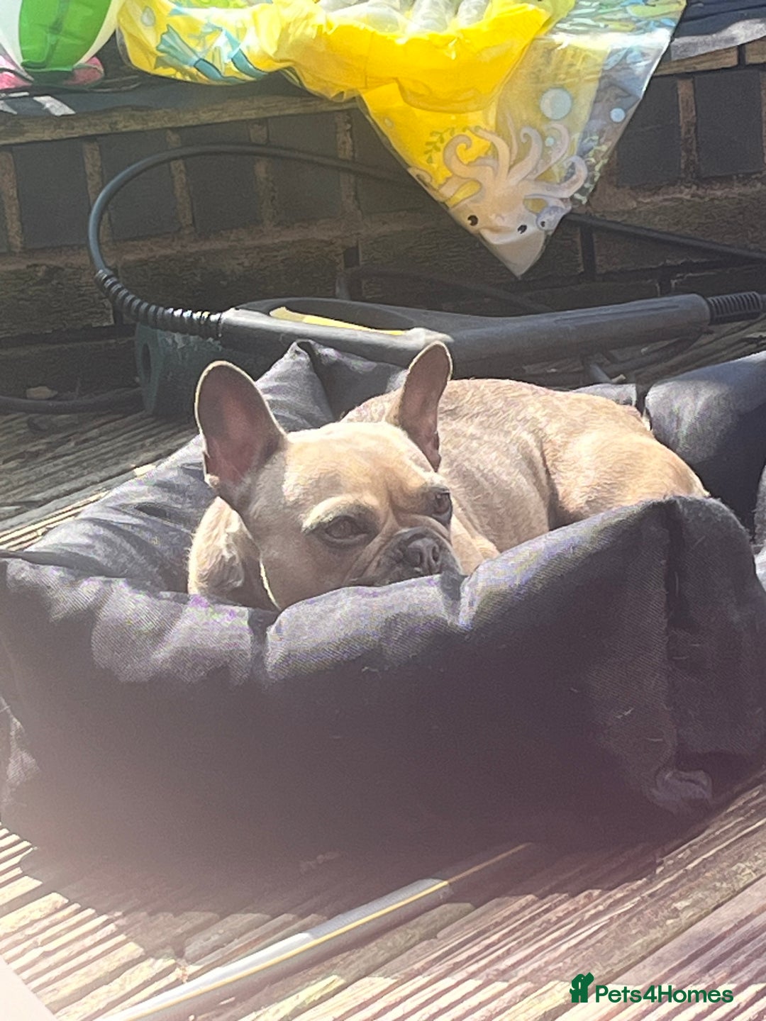 French Bulldog dogs for sale: Female French bulldpg - Image 3