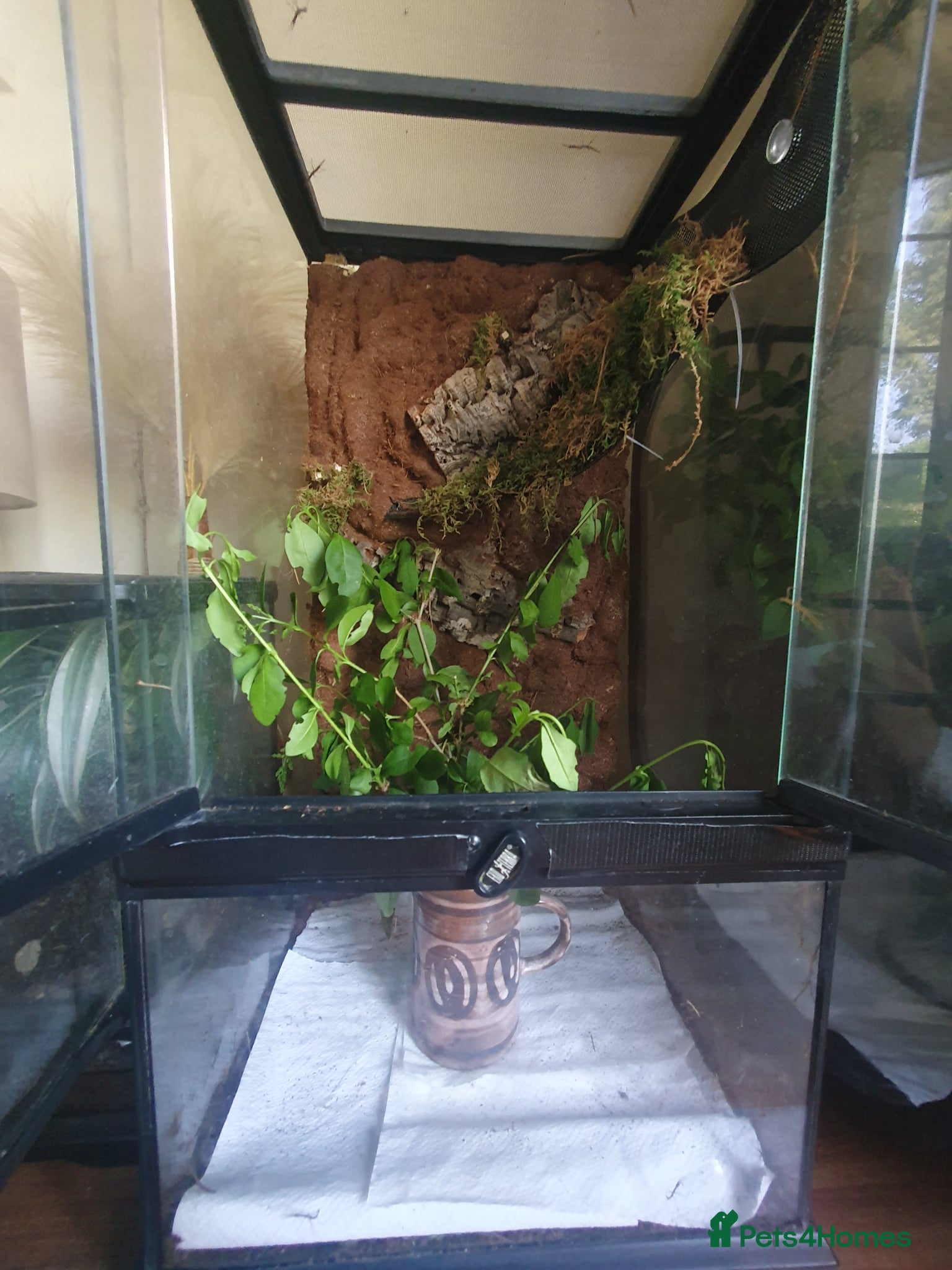 Stick Insects invertebrates Indian Stick Insect nmphs for sale  - Advert 1