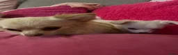 Chihuahua dogs for sale: Cream long hair male  in Gosport - Advert 5