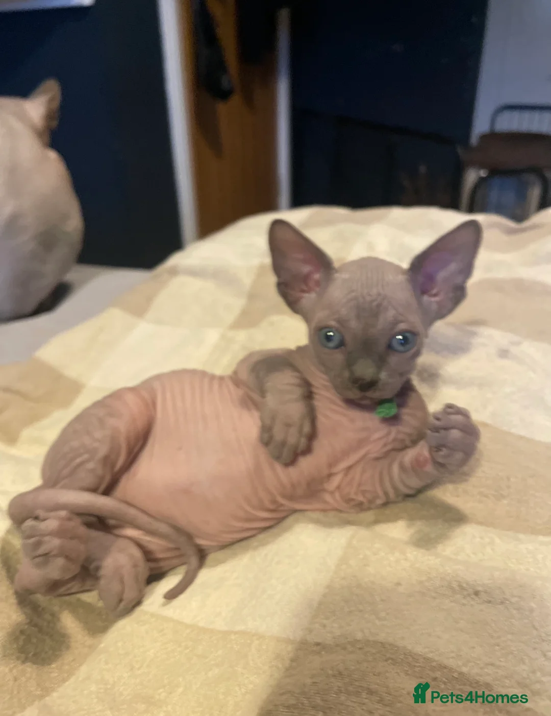 Sphynx cats for sale: Amazing Sphynx & Elf Kittens  - Advert 15