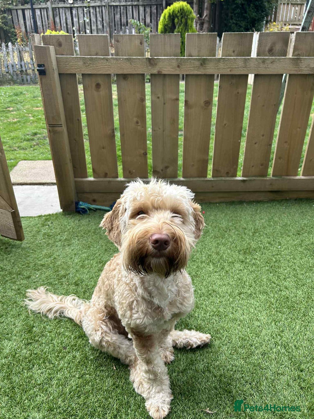 Cockapoo dogs for sale: Male cockapoo F1B - Image 1