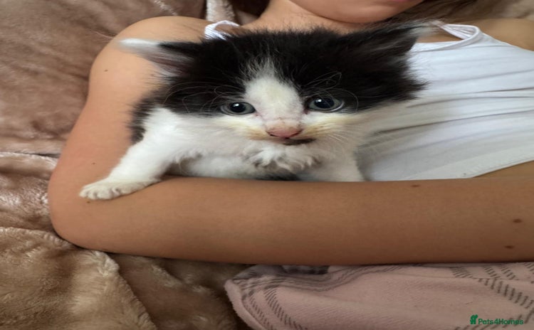 Domestic Shorthair cats - Advert 14