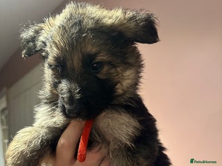 German Shepherd dogs German Shepherd puppies - Advert 1