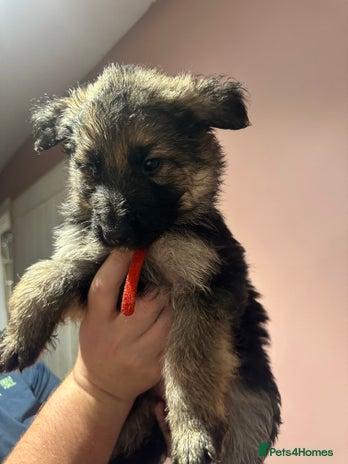 German Shepherd dogs German Shepherd puppies - Advert 1