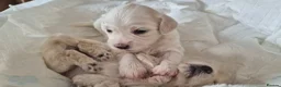 Mixed Breed dogs for sale: Maltipoo-chon - Advert 7