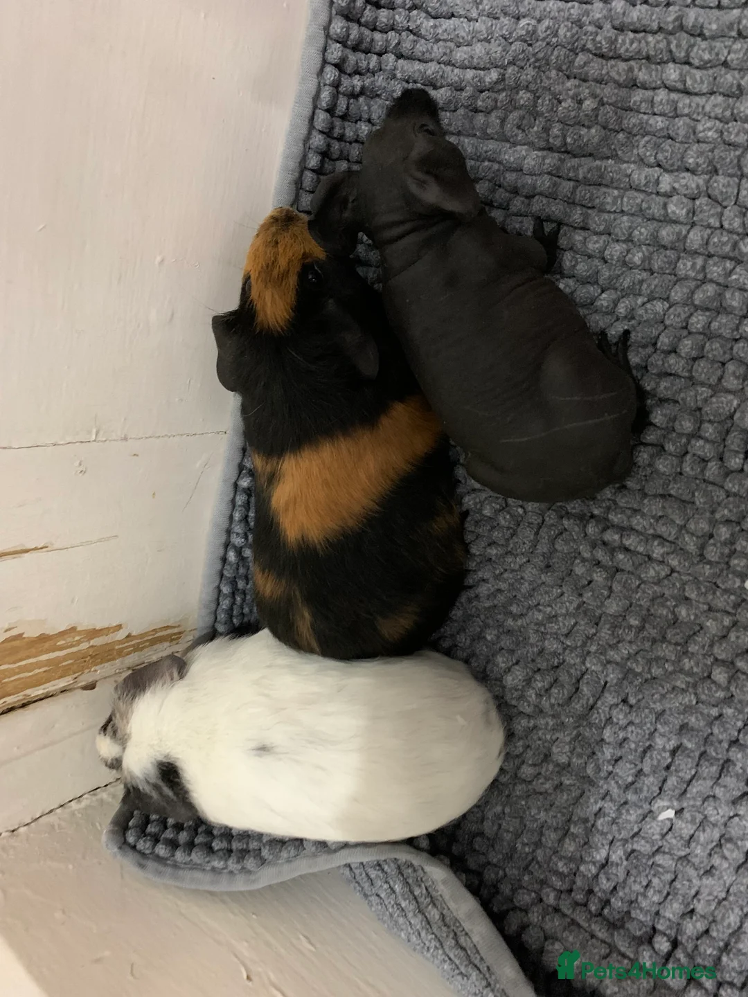 Guinea Pig rodents for sale: Skinny Pigs and Skinny Carriers - Advert 7