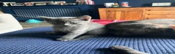 Mixed Breed cats for sale: 1 ginger male 1 gray female  - Advert 4