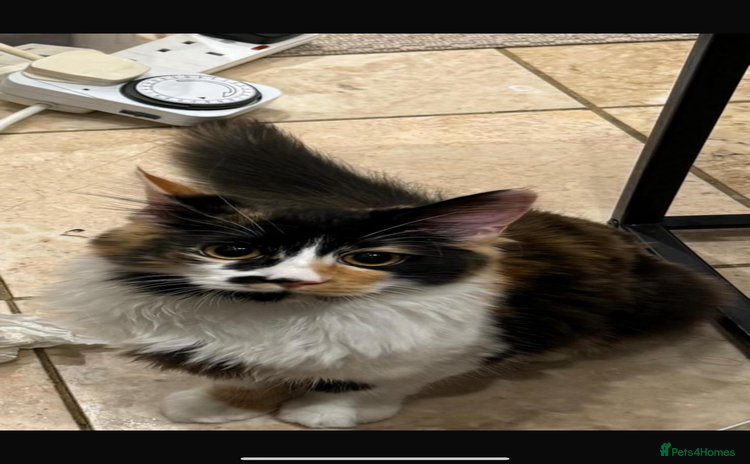 Ragdoll cats - Advert 4