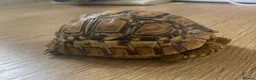 Tortoise reptiles for sale: Leopard Tortoise - Advert 3