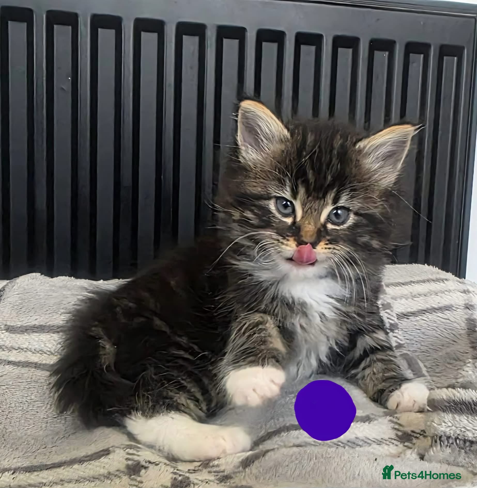 Mixed Breed cats 6 beautiful kittens - Advert 1