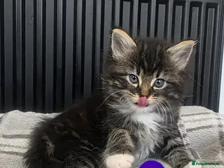 Mixed Breed cats 6 beautiful kittens - Advert 1