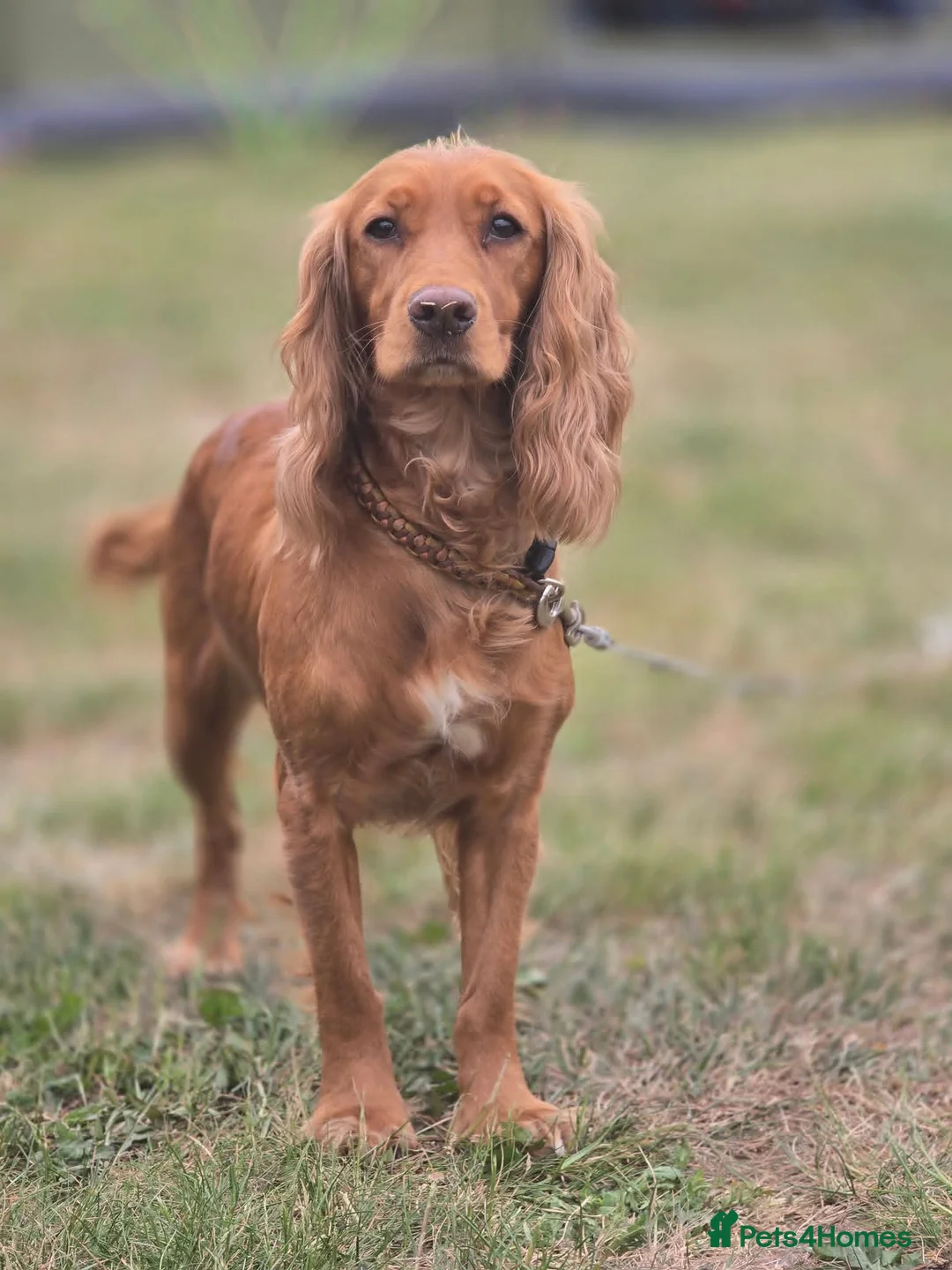 Cocker Spaniel dogs for sale: Cocker spaniel puppies for sale  - Advert 5
