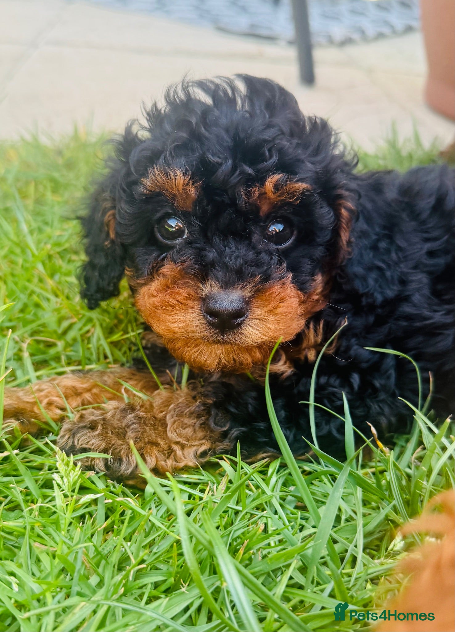 Cavapoo dogs Cavapoo puppy  - Advert 3