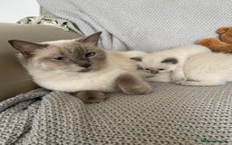 Ragdoll cats for sale: GCCF Ragdoll Kittens - Image 30